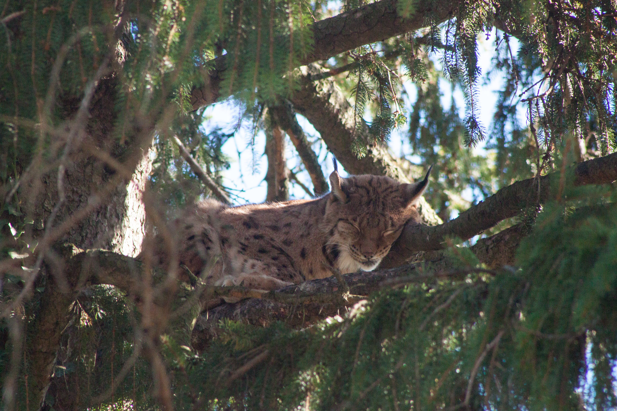 Alpenzoo Innsbruck